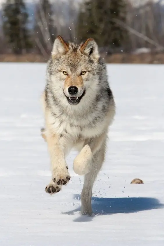 lobo gris,yo te banco