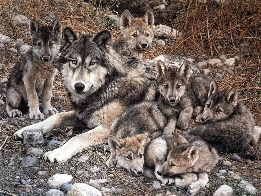 lobo gris,yo te banco