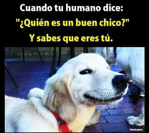 memes