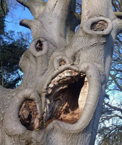 WTF