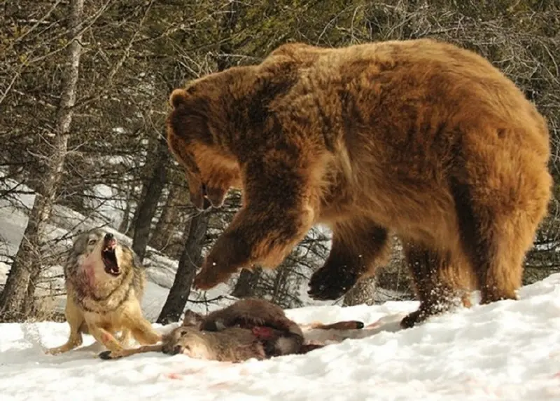 lobos
