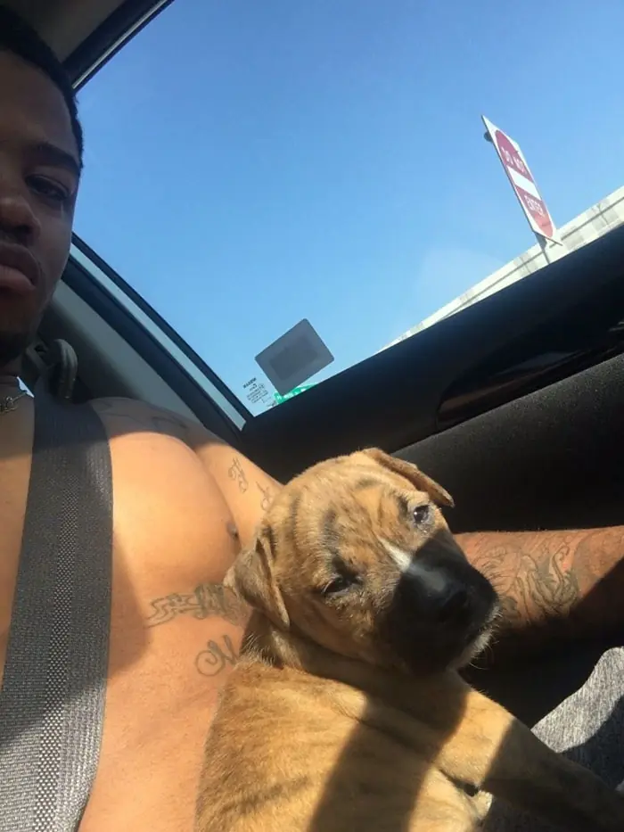 cachorro