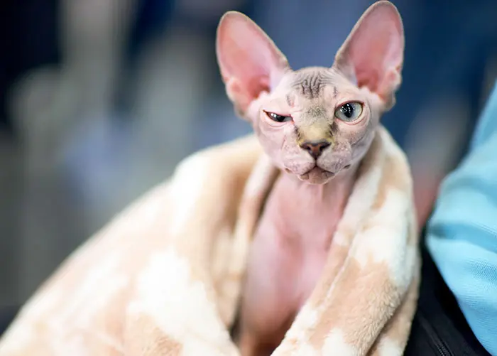 le estafaron 700$ le vendieron un gato afeitado