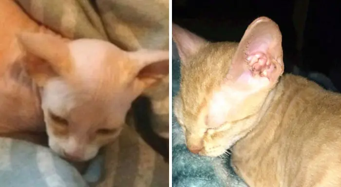 gato