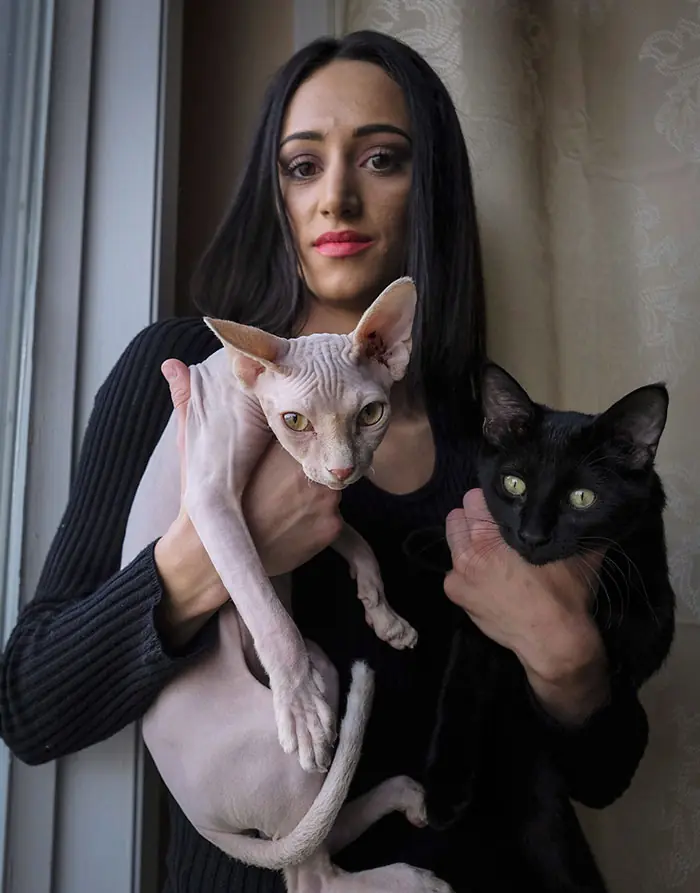 gato