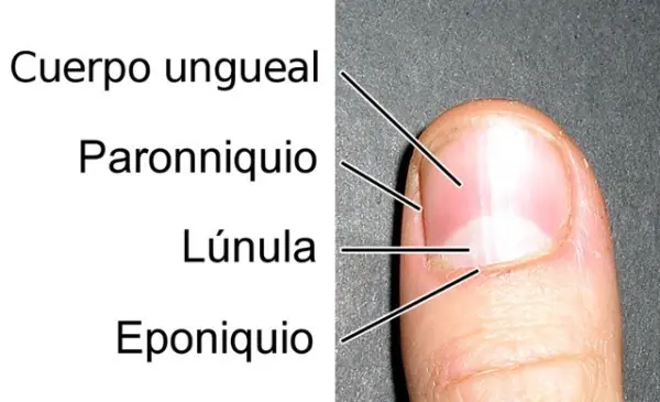 nombres