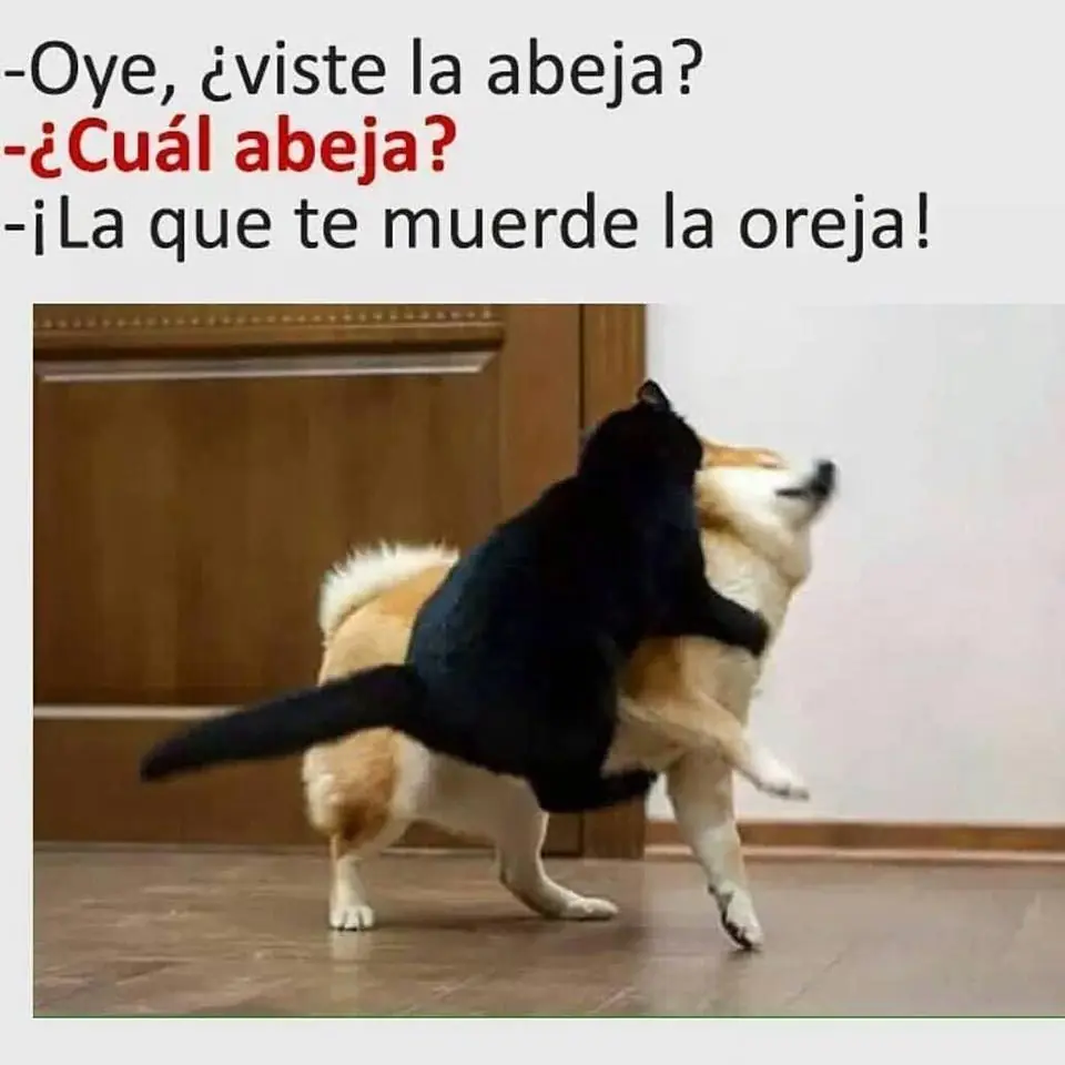 ¿Sábado aburrido? Ríete con este humor en imagenes
