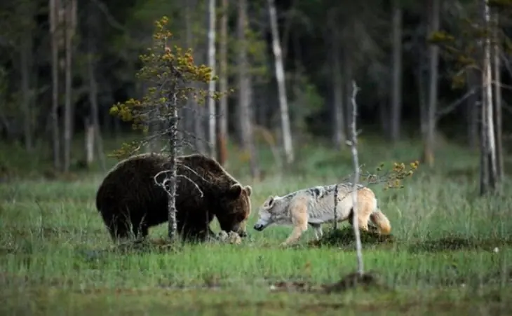 Documenta la historia de Romeo y Julieta entre un oso y loba