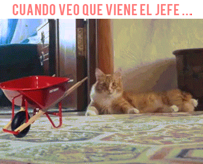 Humor random compilation+imagenes y gifs parte 2