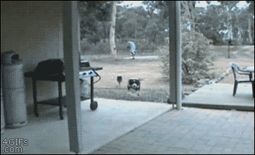 Humor random compilation+imagenes y gifs parte 2