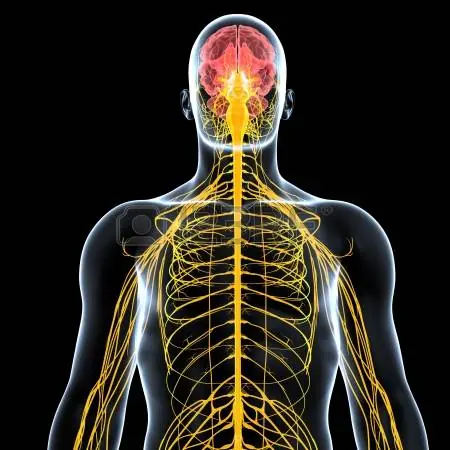 anatomia humana