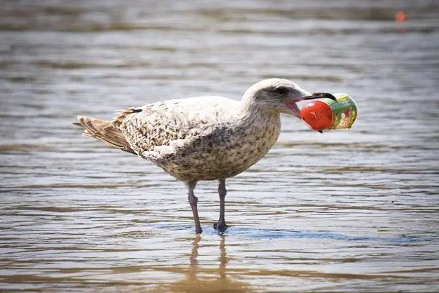 ¿Por qué las aves marinas confunden el plástico con comida?