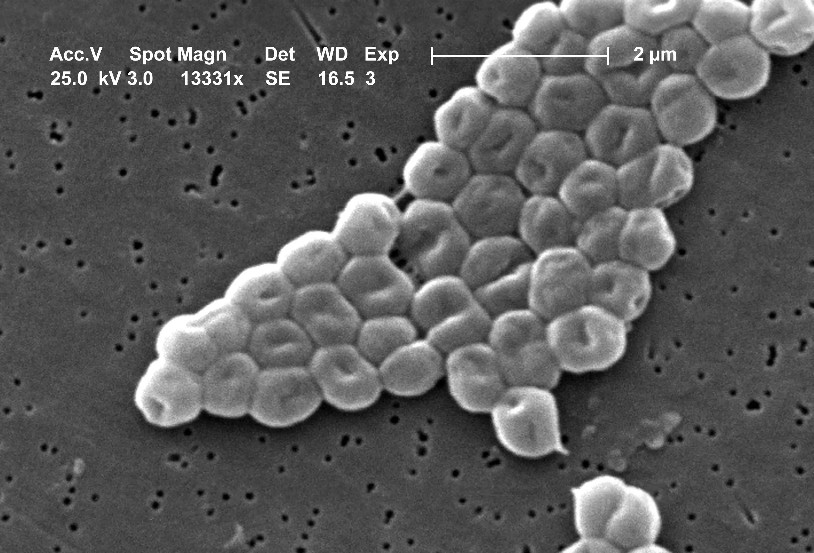 Bacterias