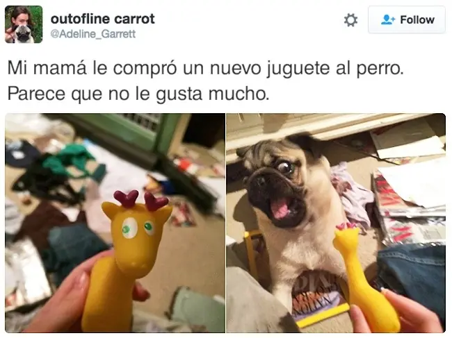 19 Fotos que harán tu día un poco más feliz.