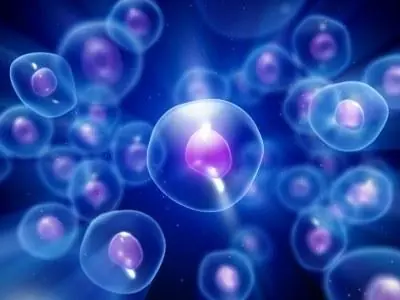 partes del cuerpo humano