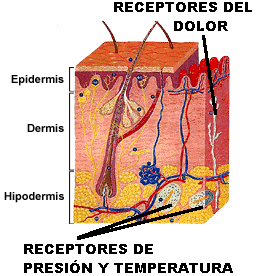 anatomia humana