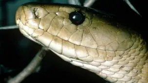 En la mamba negra, analgésico más potente que la morfina