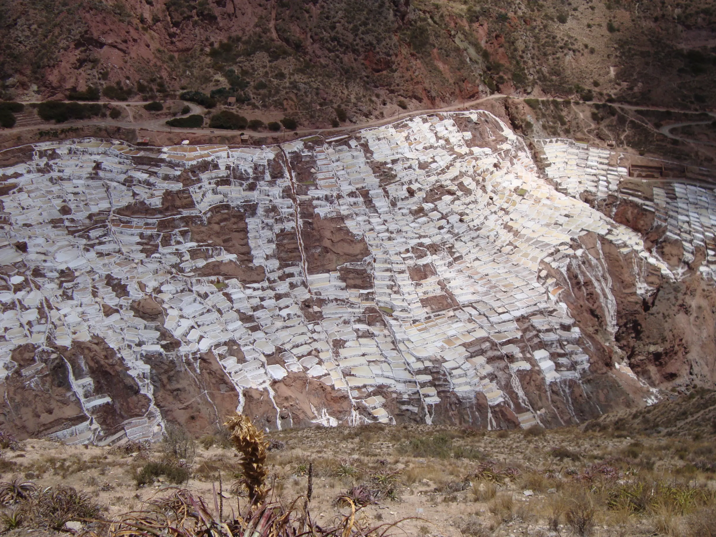 maras maras