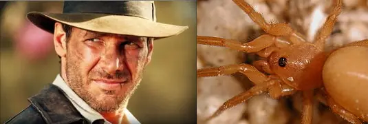 Especies animales con nombres de famosos Especies animales con nombres de famosos