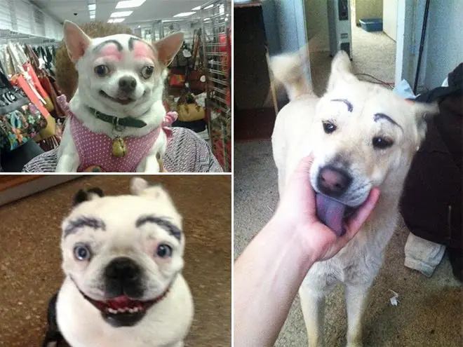 perro