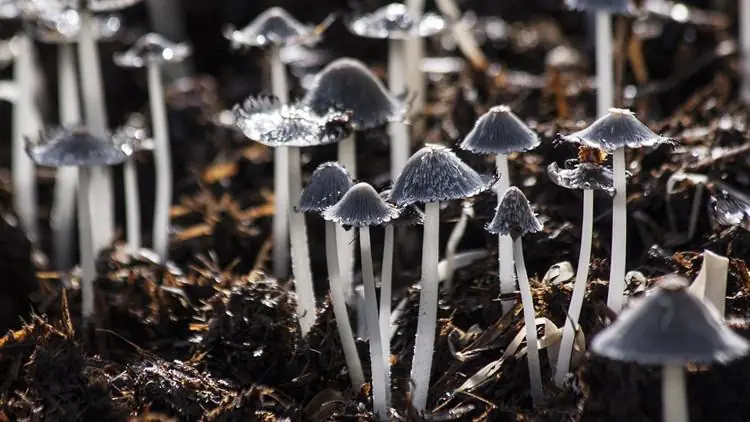 Hongos alucinógenos ayudan a enfermos de cáncer