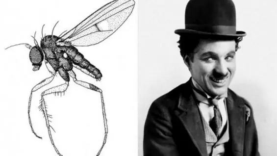 especies especies
