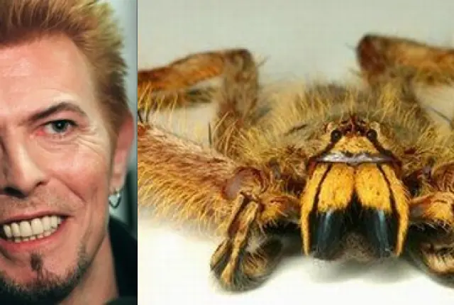 especies animales especies animales