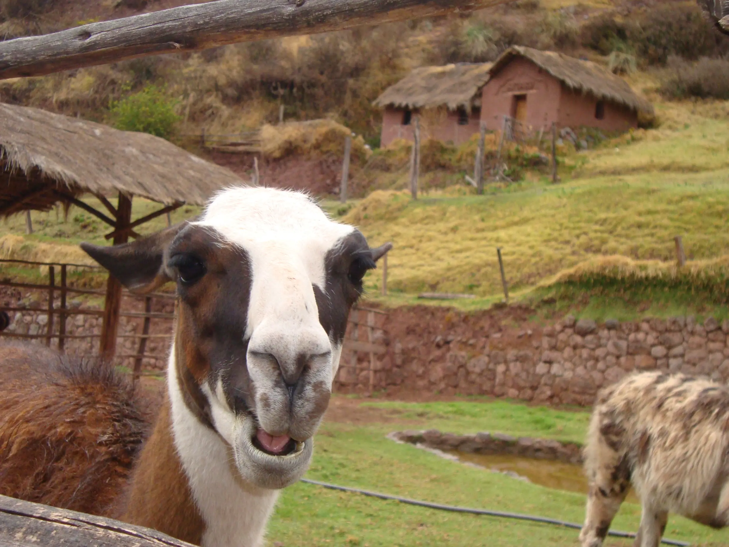 peru peru