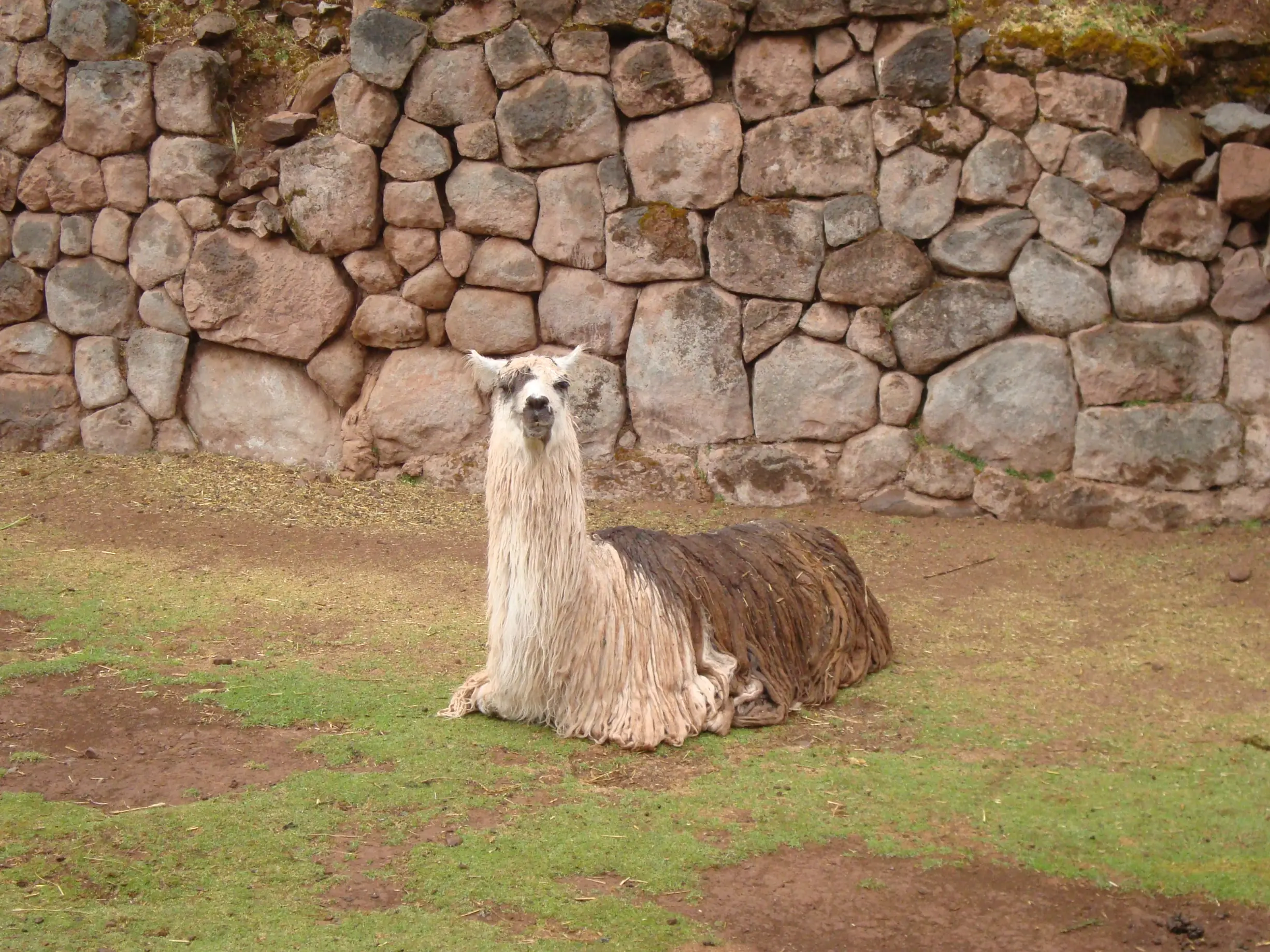 Cuzco