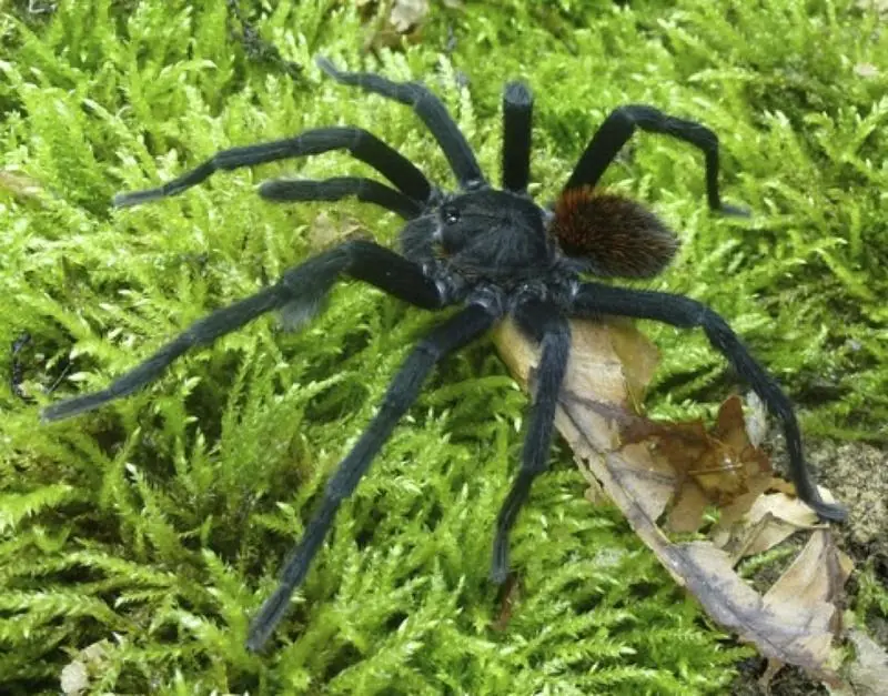 nueva especie nueva especie