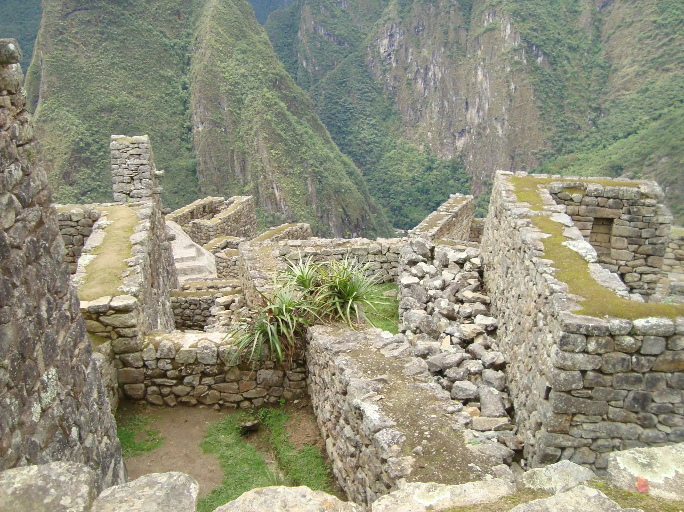 maras maras