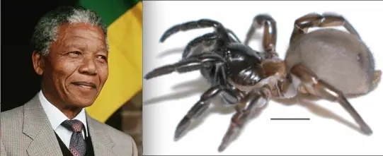 bautizar bautizar