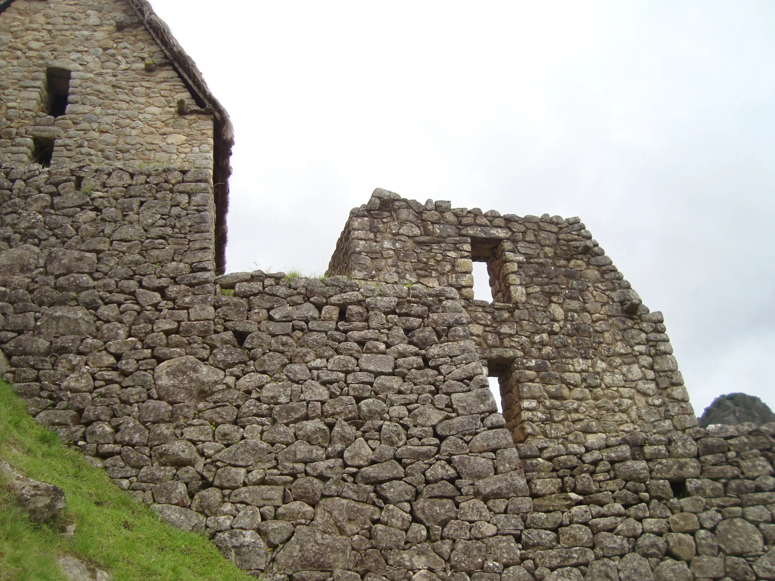 maras maras