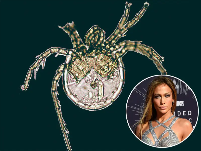 Especies animales con nombres de famosos Especies animales con nombres de famosos