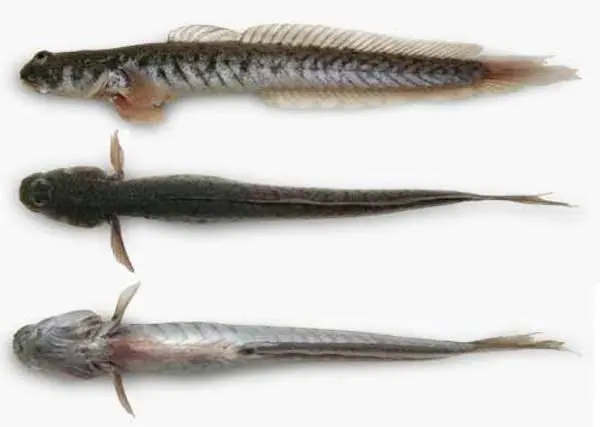 especies especies
