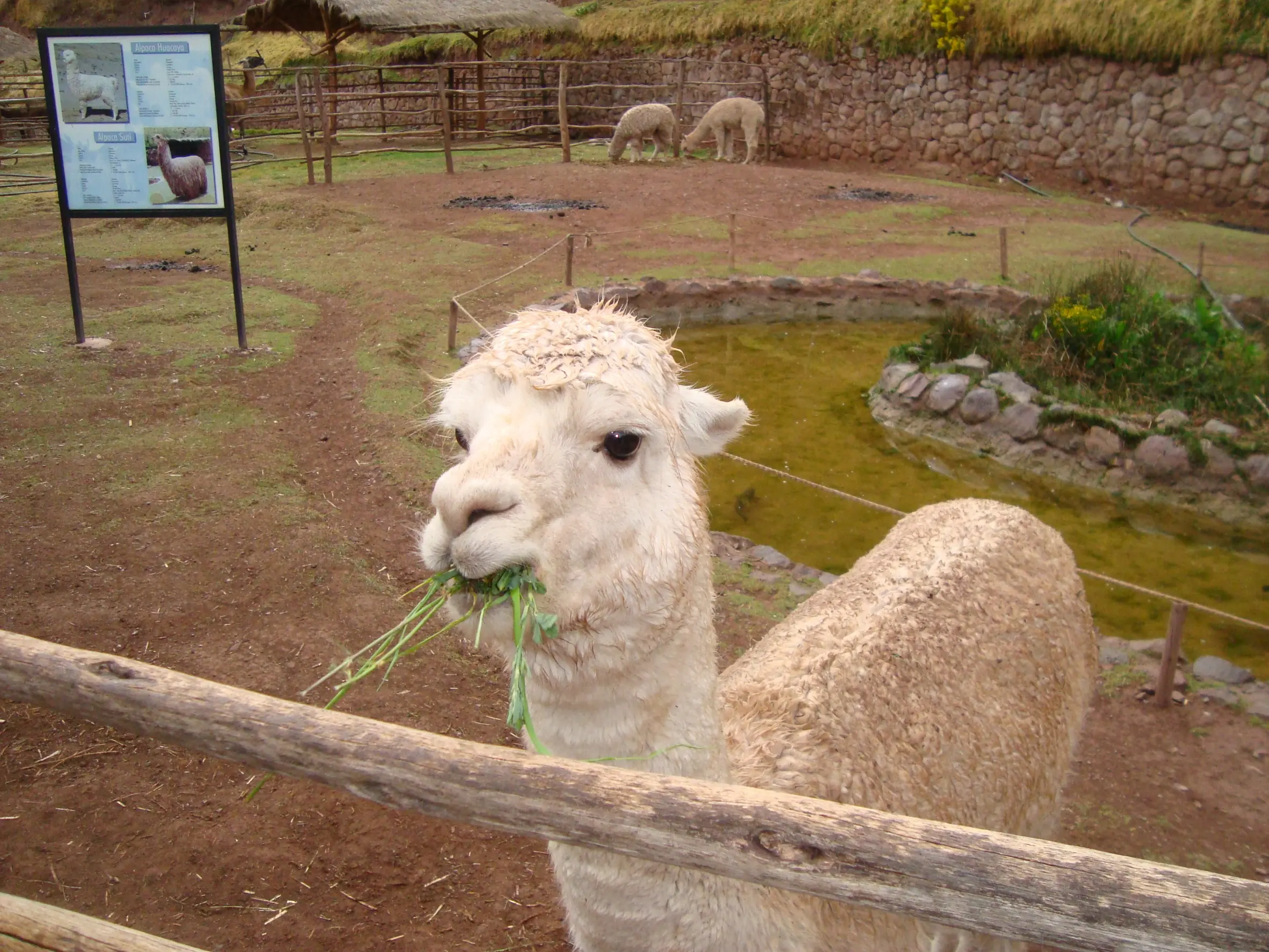 Fui al corazón del Tahuantinsuyo y lo recomiendo Fui al corazón del Tahuantinsuyo y lo recomiendo