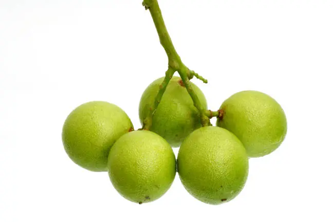 20 extrañas frutas que nunca viste