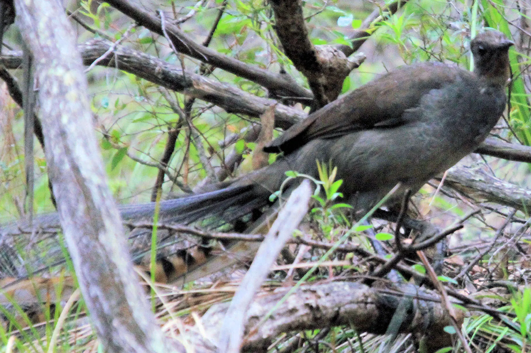 lyrebird