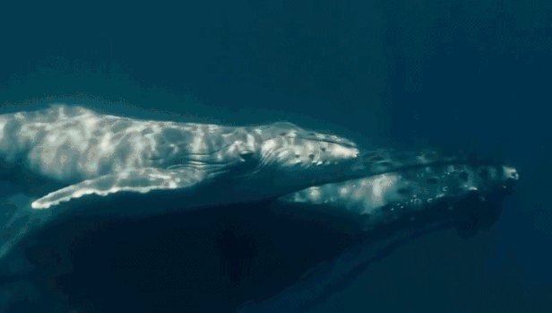rescatan