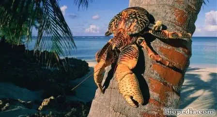 Sus tenazas pueden de ejercer una fuerza de trescientos k