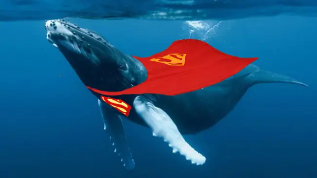 ballenas
