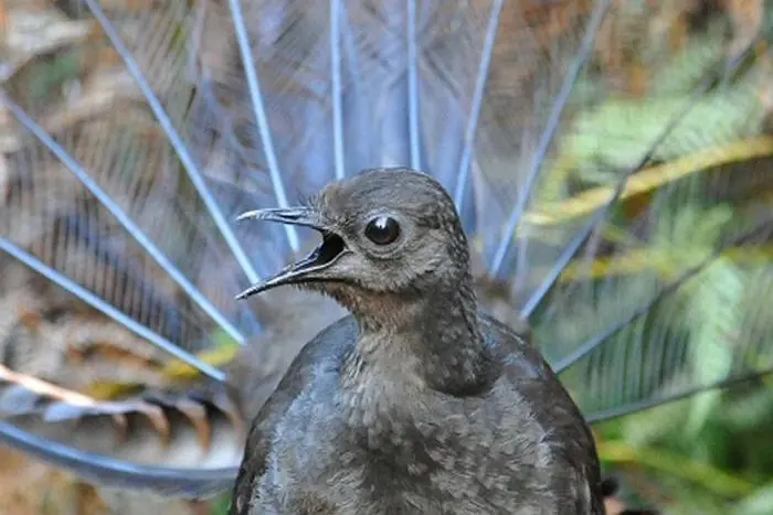 El animal mas increible del planeta: Lyrebird