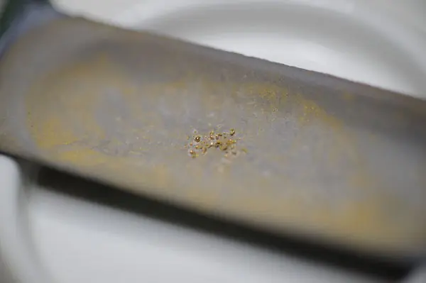 Una bacteria logra crear oro de 24 quilates