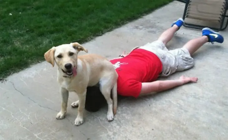 20 Perros que sólo Quieren ver Arder al Mundo ¡Cuánta Mal