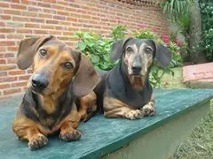 Salchi Pensamientos Dachshund Libro 6 sección Argentina G