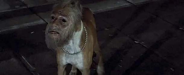 Jinmenken, los perros con rostros humanos de Japón