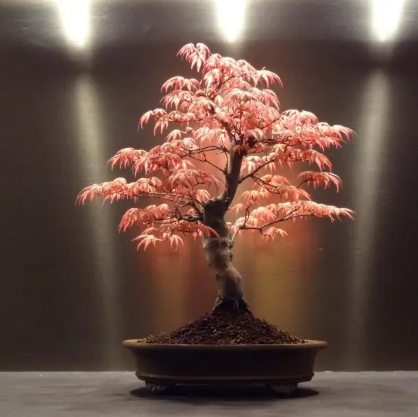 Arbol