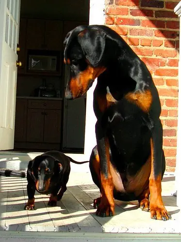 Salchi Pensamientos Dachshund Libro 6 sección Argentina G