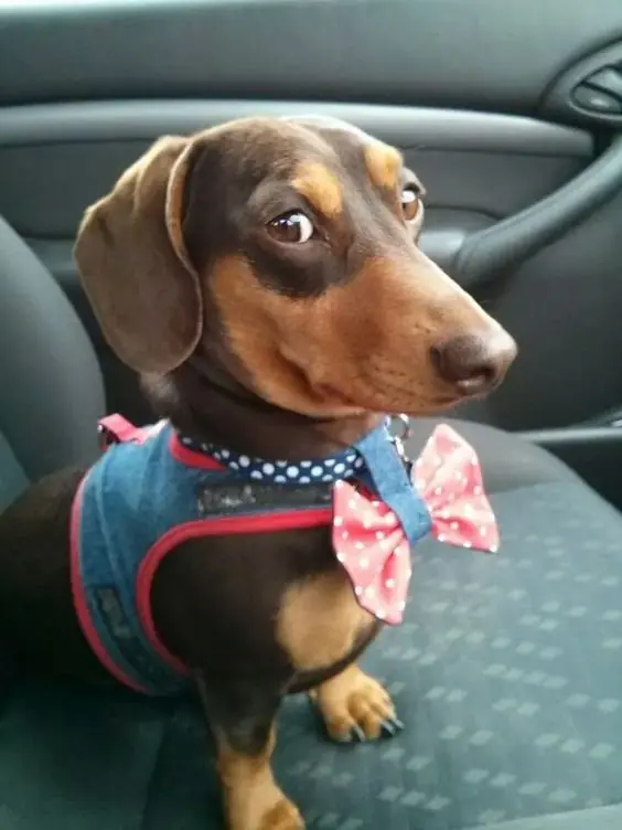 Perros Salchicha