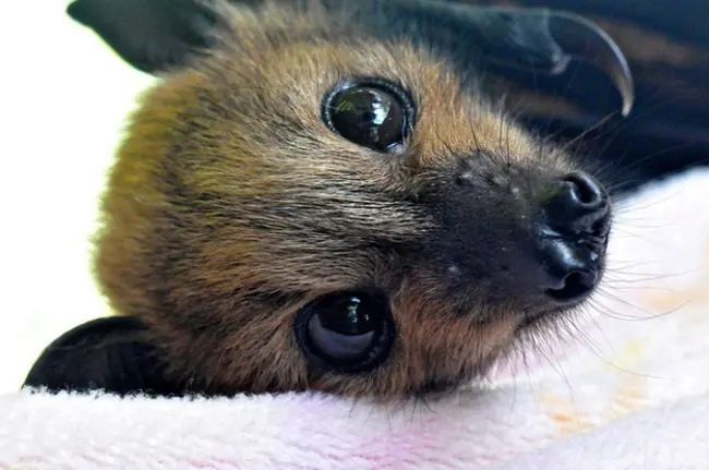 murcielagos